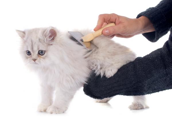 Persialaisen kissan hiustenhoito - päivittäinen hoito