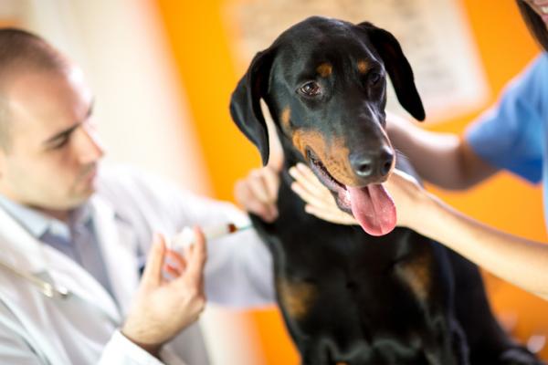 Koiran tarttuva hepatiitti - Oireet ja hoito - Koiran tarttuvan hepatiitin ehkäisy