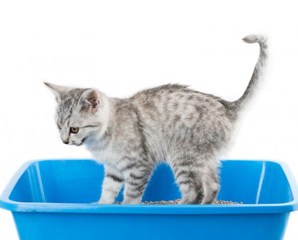 Kissojen virtsainfektio - oireet, hoito ja ehkäisy - Mistä tiedän, onko kissallani virtsatulehdus?