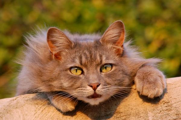 Kissojen virtsatulehdus - Oireet, hoito ja ennaltaehkäisy - Kuinka estää kissojen virtsatulehdus?