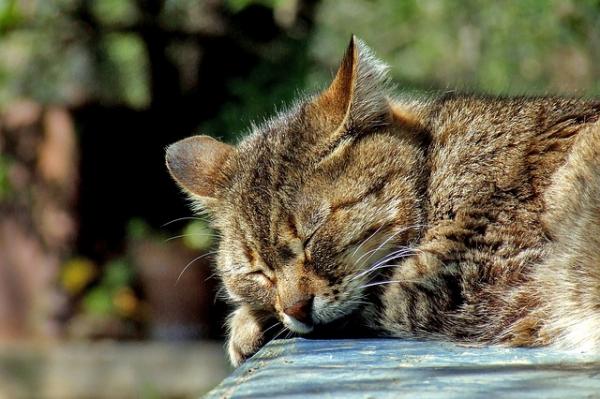 Kissojen virtsatulehdus - Oireet, hoito ja ehkäisy - Kissojen virtsatulehduksen hoito