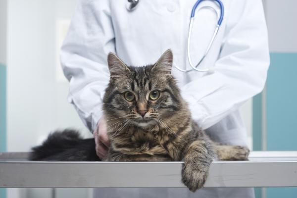 Bordetella kissoilla - Oireet ja hoito - Bordetellan hoito kissoilla