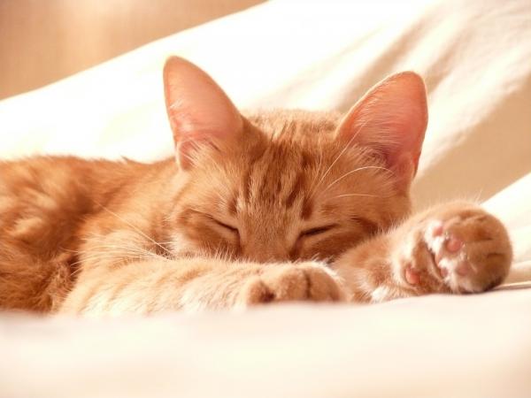 Rasvaiset kissat kissoilla - syyt ja korjaustoimenpiteet - kissan seborrhea -hoito