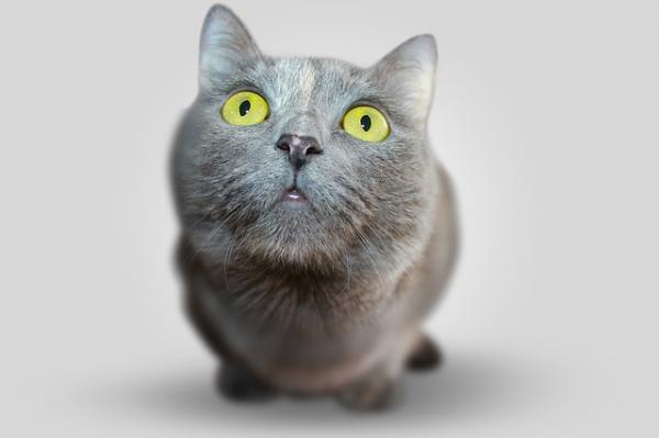 Kissan hypertrofinen kardiomyopatia - oireet ja hoito - Mitä muuta voin tehdä?