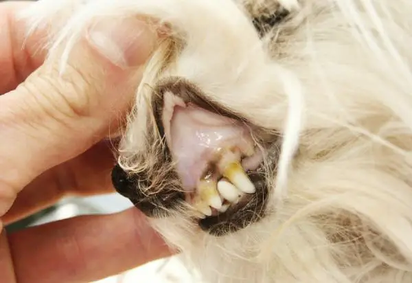 Koirien virtsatietulehdus - Syyt, oireet ja hoito - Virtsatietulehduksesta johtuvan anemian esiintyminen koirilla
