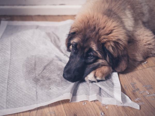 Koirien virtsatietulehdus - Syyt, oireet ja hoito - Koiran virtsatietulehduksen oireet