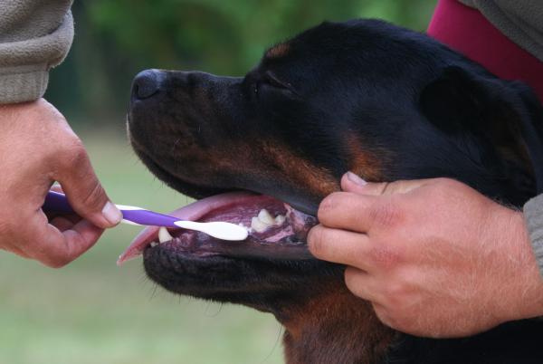 Temppuja koiran hajujen estämiseksi - 5. Suun ja korvien puhdistaminen