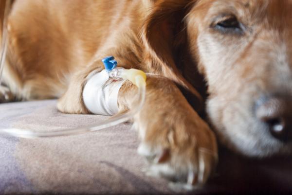 Botulismi koirilla - Hoito, diagnoosi ja oireet - Botulismin diagnoosi ja hoito koirilla