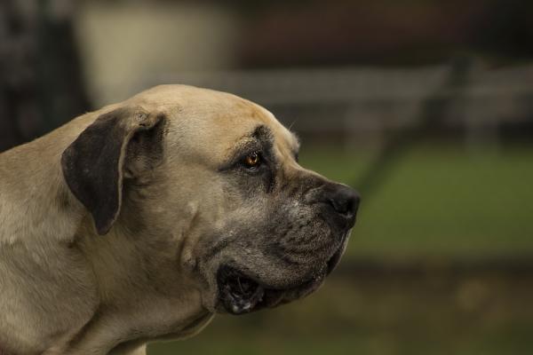 Homeopatia koirille, joilla on nivelrikko - Nivelrikko koirilla ja lääkehoito