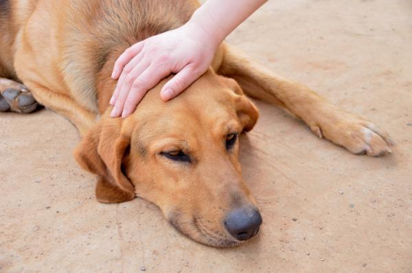 Munuaisten vajaatoiminta koirilla - oireet ja hoito - munuaisten vajaatoimintaa sairastavan koiran elinajanodote