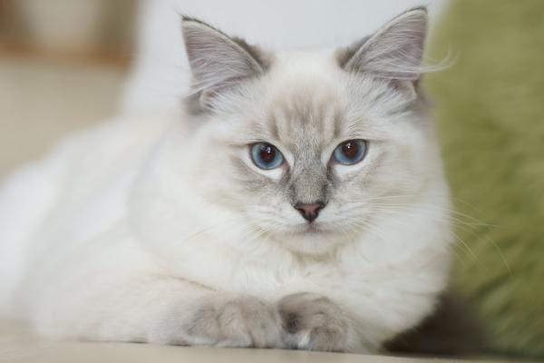 Ragdoll -kissan sairaudet - Hypertrofinen kardiomyopatia Ragdoll -kissoilla