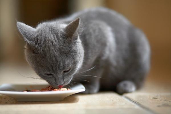 Ruokavalio kissoille, joilla on munuaiskiviä - Kotitekoinen ruokavalio kissoille, joilla on munuaiskiviä