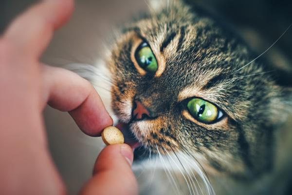 Ruokavalio kissoille, joilla on munuaiskiviä - munuaiskivien hoito kissoilla