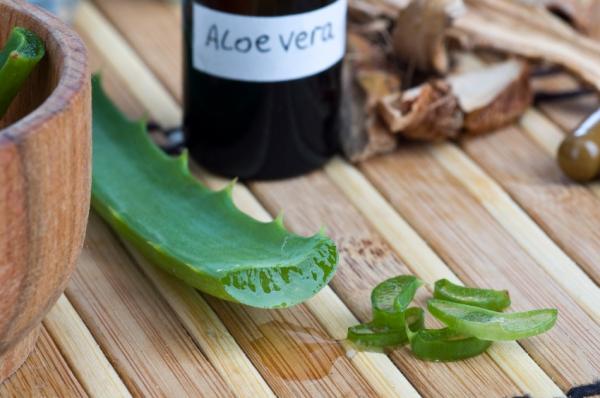 Aloe vera kissan iholle - Mikä on aloe vera ja mitkä ovat sen lääkinnälliset ominaisuudet?