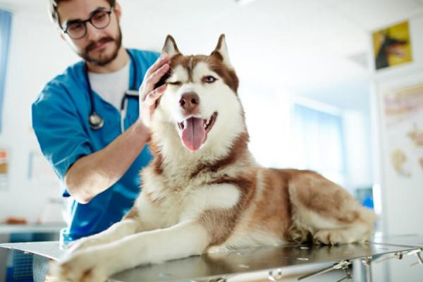 Siperianhusky -hiustenhoito - vaikuttaako Siperianhusky -terveys turkkiin?