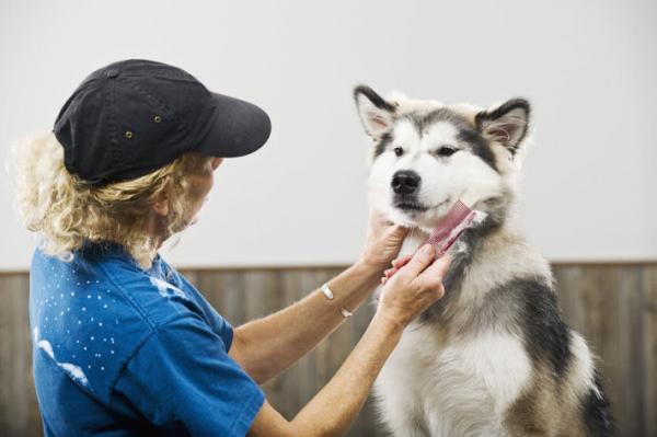 Siperianhusky hiustenhoito - Siperian husky hiustenlähtö