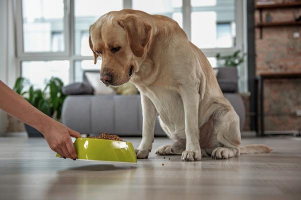 Koirani piilottaa ruoan - Miksi ja mitä tehdä - Mitä tehdä, jos koirani piilottaa ruoan?