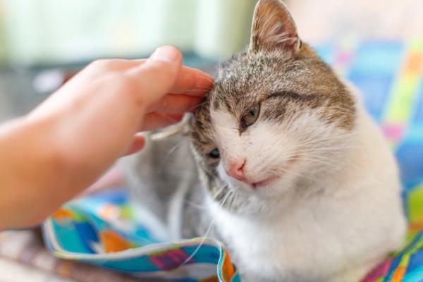 Kuinka rauhoittaa kissa helteessä?  - Kuinka auttaa kissaa kuumuudessa?