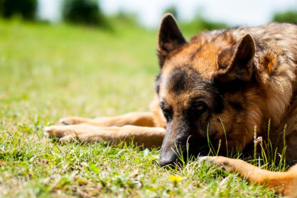 Koirien nivelrikko - oireet ja hoito - Mikä on koiran nivelrikko