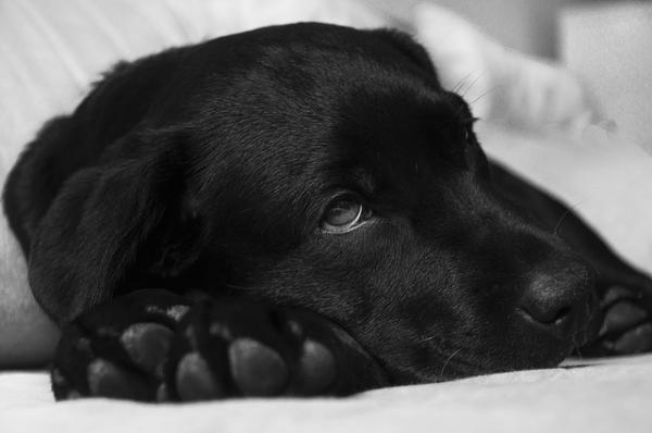 Nivelrikko koirilla - oireet ja hoito - mikä aiheuttaa nivelrikkoa koirilla