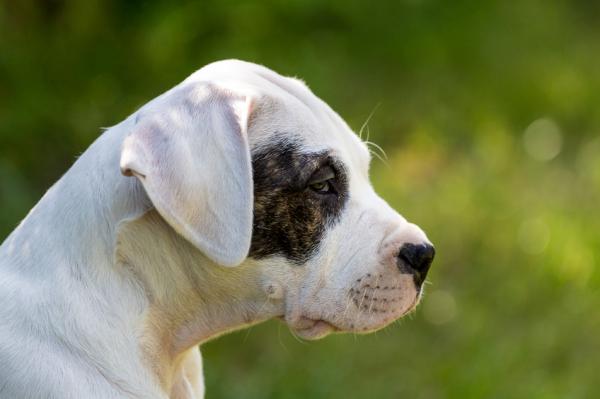 Yleisimmät Dogo Argentinon sairaudet - Synnynnäinen kuurous Dogo Argentinossa 