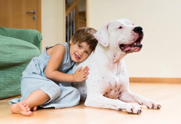 Yleisimmät Dogo Argentinon sairaudet - Onko Dogo Argentino terve koira? 