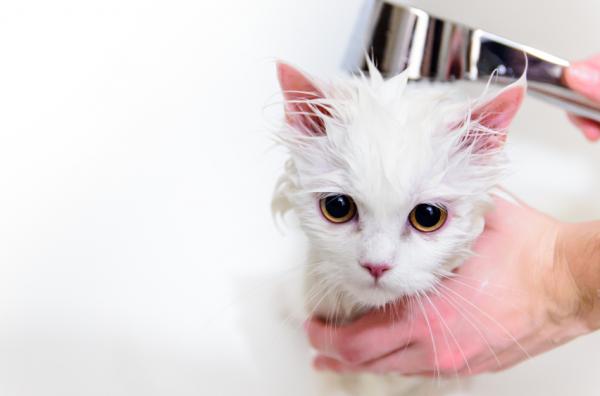 Voinko kylvää kissani shampoollani?  - Millainen kissan kylpyhuone pitäisi olla?