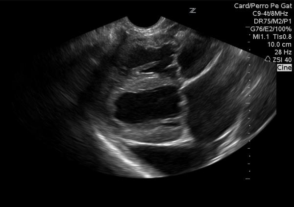 Hypertrofinen kardiomyopatia koirilla - Oireet ja hoito - Hypertrofisen kardiomyopatian diagnoosi koirilla