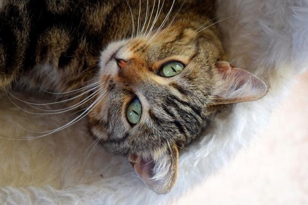 Pyometra kissoilla - Oireet ja hoito - Mikä on pyometra?