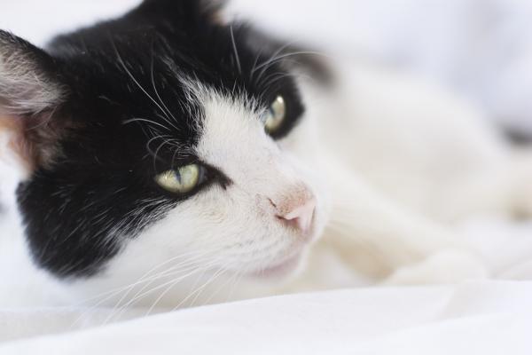 Pyometra kissoilla - Oireet ja hoito - Ennaltaehkäisy 
