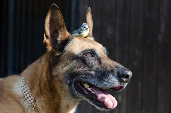 Belgianpaimenkoira Malinoisin yleisimmät sairaudet - Belgianpaimenkoira Malinoisin yleiset sairaudet: verkkokalvon dysplasia