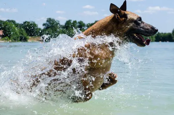 Useimmat belgialaisen paimenen Malinoisin sairaudet - lonkan dysplasia belgialaisessa paimenessa Malinois 