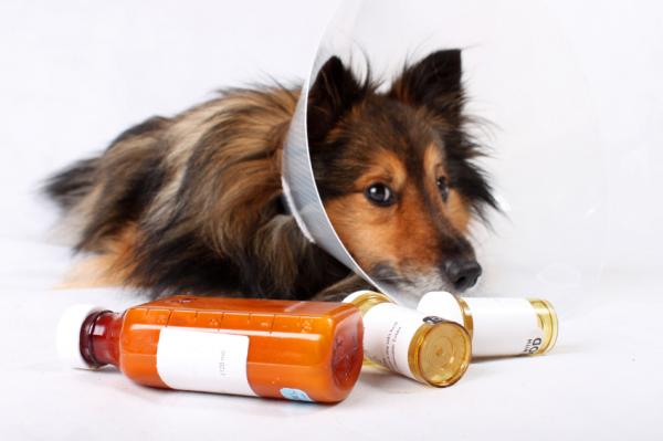 Koiran kystiitti - syyt, oireet ja hoito - Koirien kystiitin diagnoosi ja hoito
