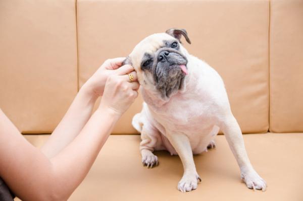Miksi koiran korvat haisee pahalle?  - Riittämätön hygienia, joka on pääasiallinen syy hajuun koiran korvissa