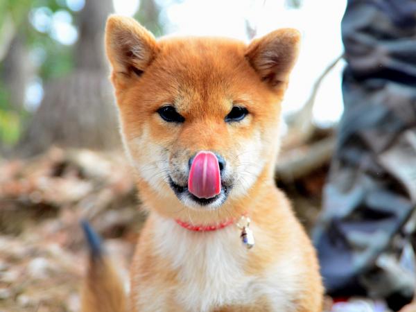 Shiba inu hiustenlähtö - Oikea ruokinta karvanpoiston aikana