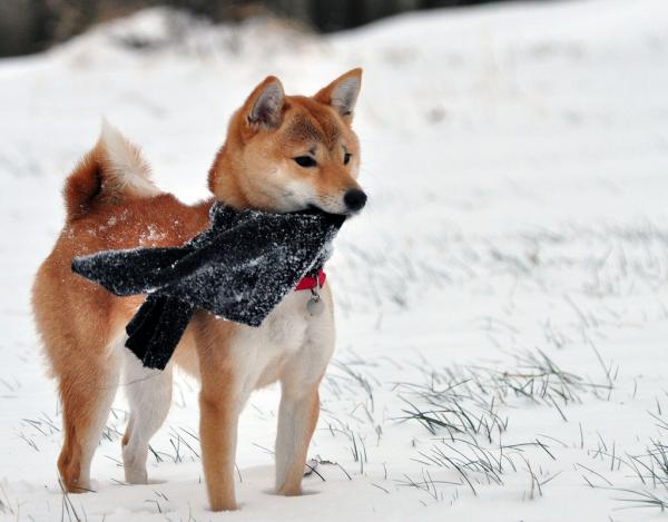 Shiba inu -vuoto - Milloin shiba inu -vuoto?