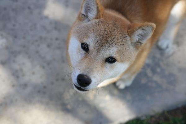 Shiba inu hiustenlähtö - Hiusten harjaus