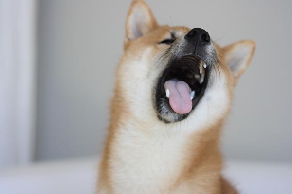 1628328841 626 Shiba inu hiustenlahto