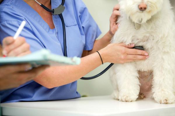 Keuhkojen ahtauma koirilla - Oireet ja hoito - Keuhkojen stenoosin diagnoosi koirilla