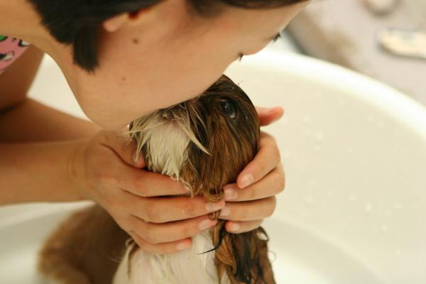 Shampoo kuivalle iholle koirille vaihe vaiheelta - Vaihe 5