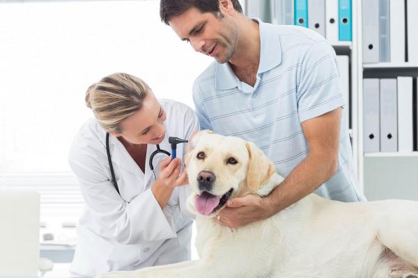 Koirien korkea verenpaine - Oireet ja hoito - Korkean verenpaineen hoito koirilla