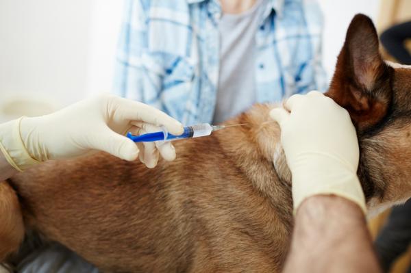 Raivotauti koirilla - Oireet, tartunta ja hoito - Kuinka kauan koira elää raivotaudin kanssa?