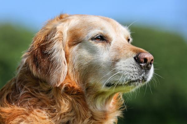 Alzheimerin oireet koirilla - sekavuus