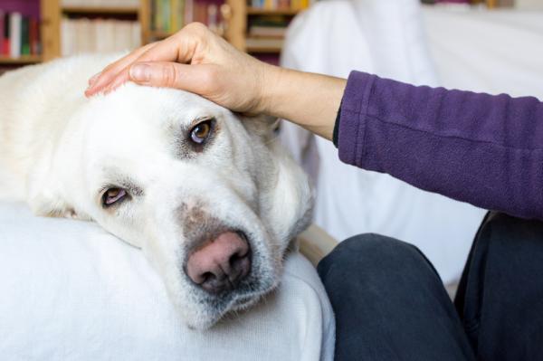Alzheimerin oireet koirilla - sosiaalisten vuorovaikutusten muuttaminen