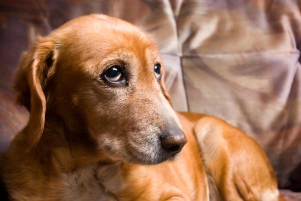 Alzheimerin oireet koirilla - häiriintynyt uni