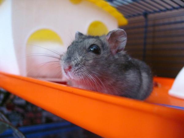 Kuinka hoitaa hamsterin poikasta - Pienen hamsterin ruokinta