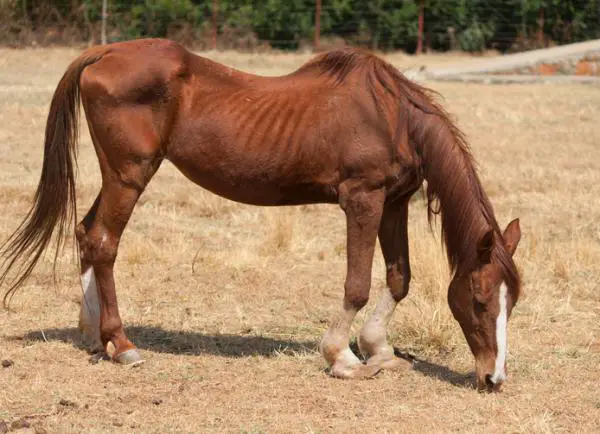 Hevosen rhinpneumoniitti - Oireet ja hoito - Hevosen rhinpneumoniitin oireet