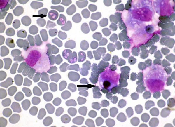 Koirien Ehrlichiosis - Oireet ja hoito - Mikä on koiran erlichiosis?