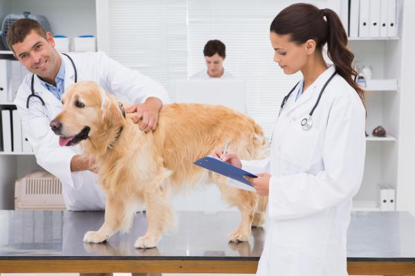 Koirien Ehrlichiosis - Oireet ja hoito - Koirien Ehrlichiosis Treatment