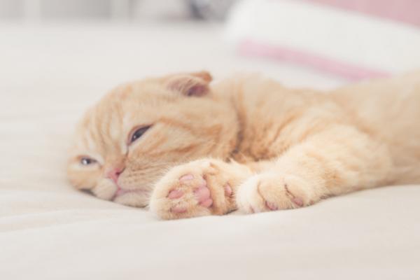 Kissojen systeeminen hypertensio - oireet, syyt ja ehkäisy - Kissojen systeemisen verenpaineen oireet